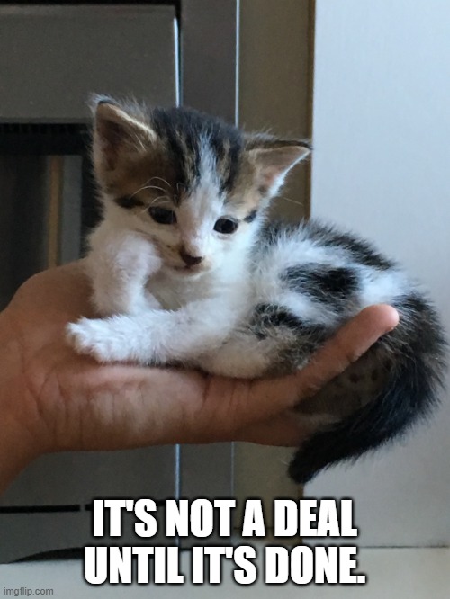 cynical-kitten | IT'S NOT A DEAL UNTIL IT'S DONE. | image tagged in cynical-kitten | made w/ Imgflip meme maker