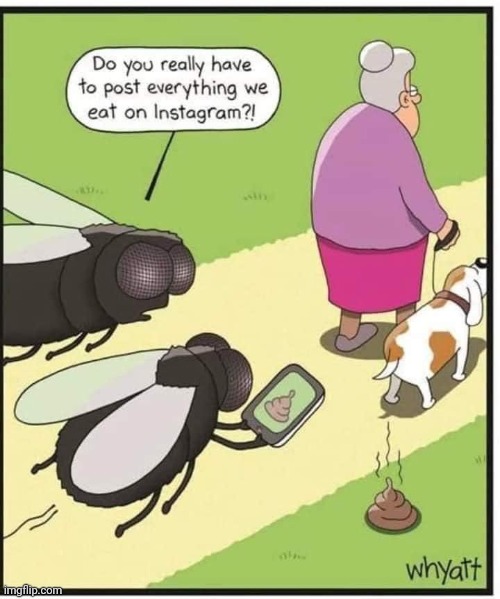 If Flies Used Social Media | image tagged in vince vance,flies,social media,cartoons,walking the dog,camera | made w/ Imgflip meme maker