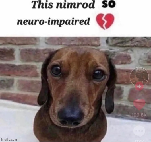 this nimrod so neuro-impaired | image tagged in this nimrod so neuro-impaired | made w/ Imgflip meme maker