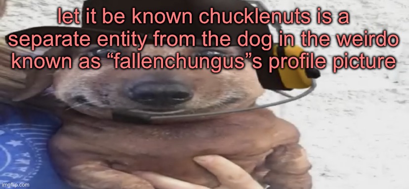 because chucklenuts has a hat and the other doesn’t | let it be known chucklenuts is a separate entity from the dog in the weirdo known as “fallenchungus”s profile picture | image tagged in chucklenuts | made w/ Imgflip meme maker