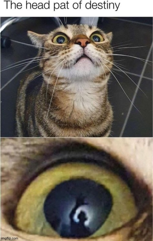 Cats Are So Brave, I Swear | image tagged in cats,this pov would be terrifying,the head pat of destiny,cute kitty though | made w/ Imgflip meme maker