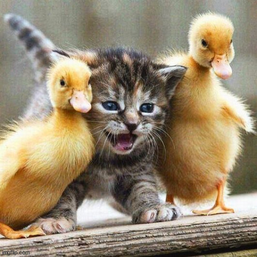 ducks and cat | image tagged in ducks and cat | made w/ Imgflip meme maker