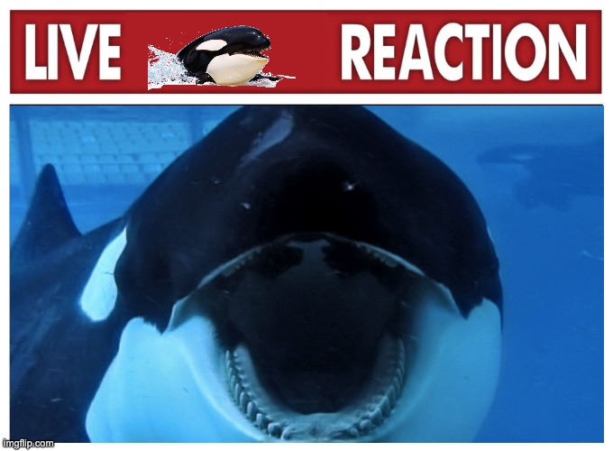 Live Orca Reaction | image tagged in orca,killer whale,live reaction | made w/ Imgflip meme maker