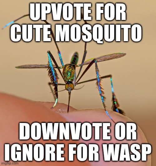 UPVOTE if you want This Cute Mosquito DownVote/Ignore For Ugly WASP That Sting's you | UPVOTE FOR CUTE MOSQUITO; DOWNVOTE OR IGNORE FOR WASP | image tagged in mosquito,geto suguru getting railed by monkey,mosquitoes are cute,upvote | made w/ Imgflip meme maker