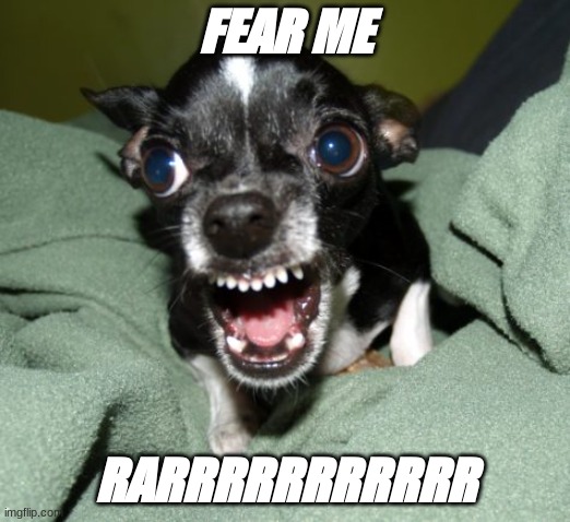 Angry Chihuahua | FEAR ME; RARRRRRRRRRRR | image tagged in angry chihuahua | made w/ Imgflip meme maker