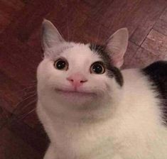 polite cat Blank Meme Template