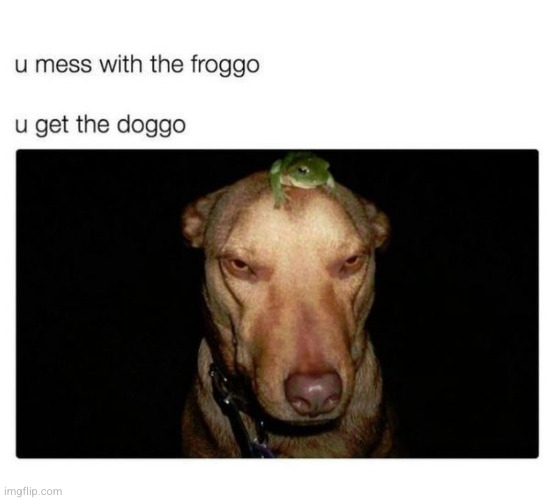 you mess with froggo you get the doggo | image tagged in froggo,doggo,cargo,go,borrow,barlow | made w/ Imgflip meme maker