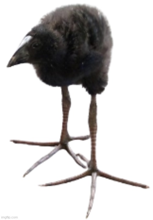 pukeko chick | image tagged in pukeko chick | made w/ Imgflip meme maker