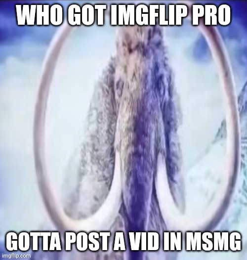 WHO GOT IMGFLIP PRO; GOTTA POST A VID IN MSMG | made w/ Imgflip meme maker