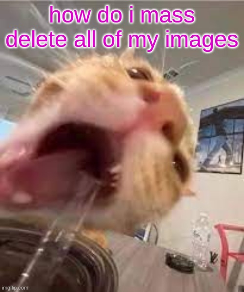 Silly | how do i mass delete all of my images | image tagged in silly | made w/ Imgflip meme maker