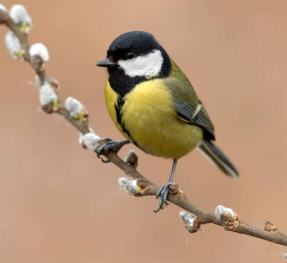 great tit Blank Meme Template