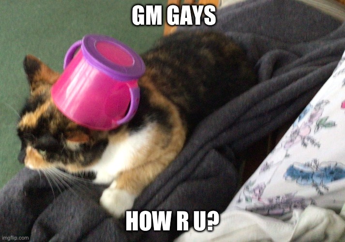 Wassup | GM GAYS; HOW R U? | image tagged in gay,cat,good morning | made w/ Imgflip meme maker