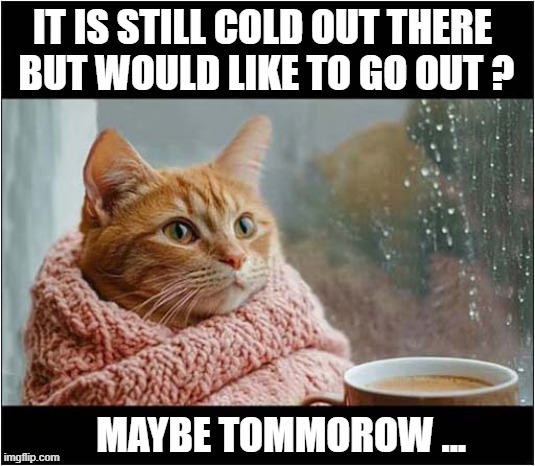 One Comfy Cat ! | IT IS STILL COLD OUT THERE
 BUT WOULD LIKE TO GO OUT ? MAYBE TOMMOROW ... | image tagged in cats,comfy,cold weather | made w/ Imgflip meme maker