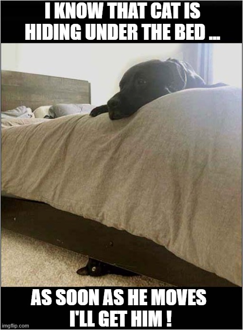 That Patient Pesky Cat ! | I KNOW THAT CAT IS HIDING UNDER THE BED ... AS SOON AS HE MOVES 
I'LL GET HIM ! | image tagged in dogs,bed,cat,attack | made w/ Imgflip meme maker