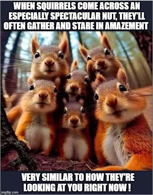 You Are Being Watched ! | WHEN SQUIRRELS COME ACROSS AN ESPECIALLY SPECTACULAR NUT, THEY'LL OFTEN GATHER AND STARE IN AMAZEMENT; VERY SIMILAR TO HOW THEY'RE LOOKING AT YOU RIGHT NOW ! | image tagged in squirrels,watching | made w/ Imgflip meme maker