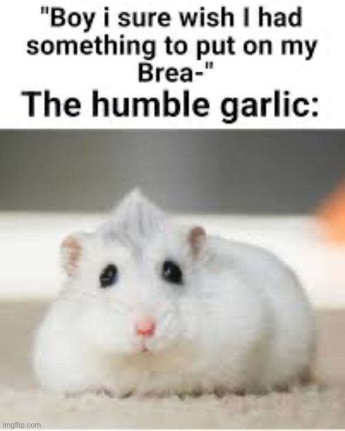 Humble garlic | image tagged in memes,funny,hamster,wholesome | made w/ Imgflip meme maker