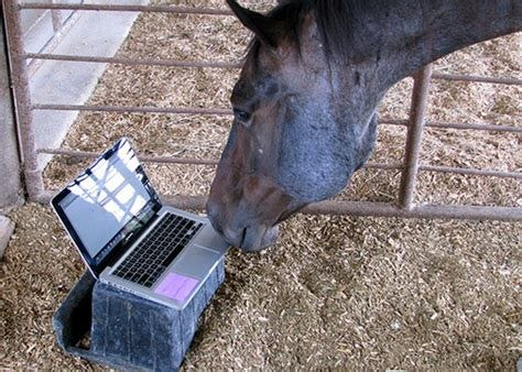 Horse Laptop Blank Meme Template