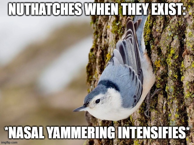 I am...therefore I must YANK, YANK, YANK. | NUTHATCHES WHEN THEY EXIST: | image tagged in nasal yammering intensifies | made w/ Imgflip meme maker