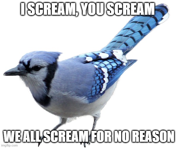 blue jays be like | I SCREAM, YOU SCREAM; WE ALL SCREAM FOR NO REASON | image tagged in blue jay,shut up,why,scream,bird,can you not | made w/ Imgflip meme maker