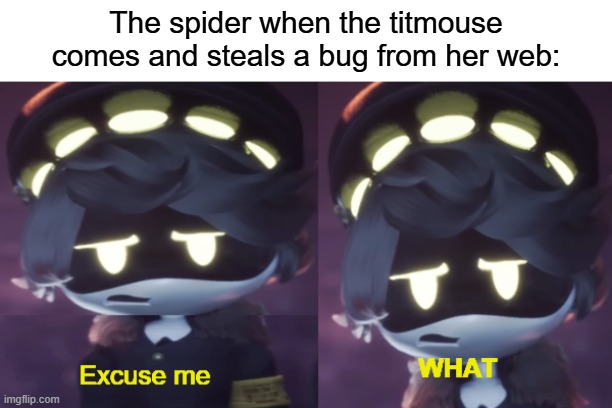 This actually happens at my house | The spider when the titmouse comes and steals a bug from her web: | image tagged in excuse me what n edition,bird,titmouse,spider,excuse me what,murder drones | made w/ Imgflip meme maker