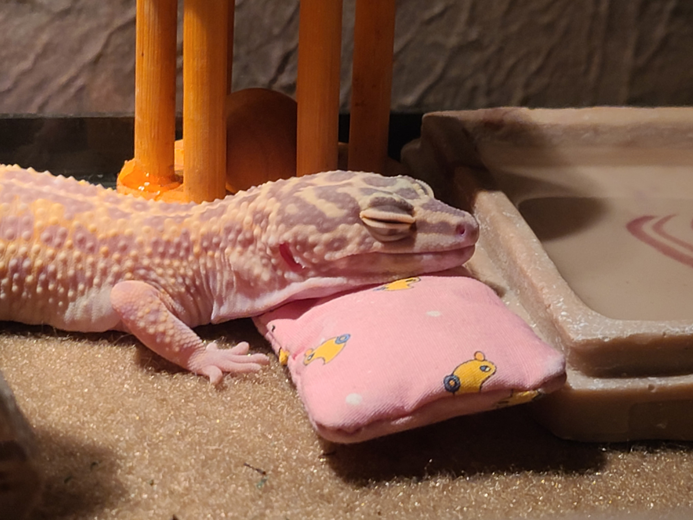 Lizard Blank Meme Template