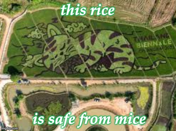 Grow your dreams | this rice; is safe from mice | image tagged in cat rice field,art,magic,work,thailand | made w/ Imgflip meme maker