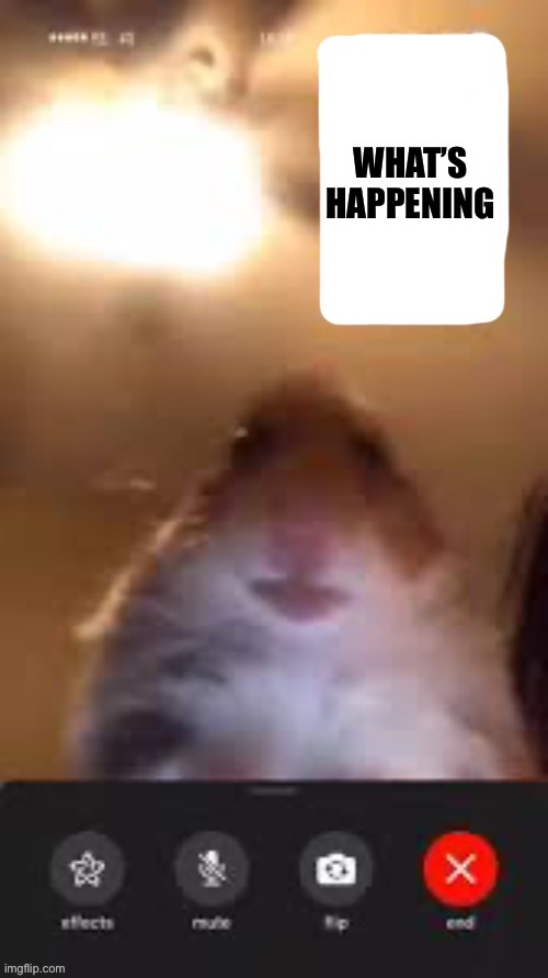 Hamster calling | WHAT’S HAPPENING | image tagged in hamster calling | made w/ Imgflip meme maker
