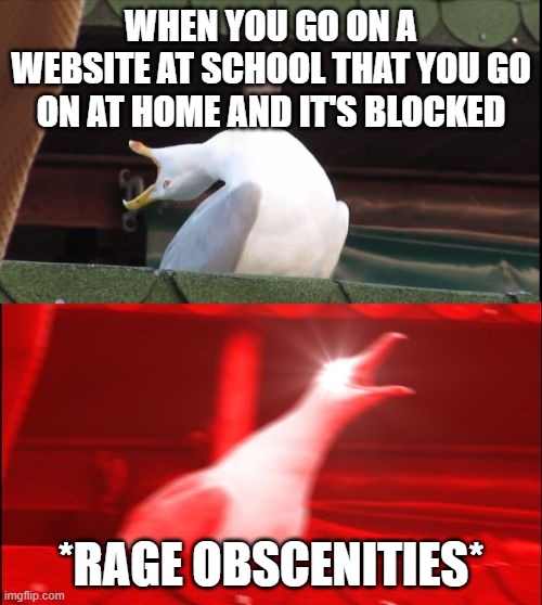 screaming seagull | WHEN YOU GO ON A WEBSITE AT SCHOOL THAT YOU GO ON AT HOME AND IT'S BLOCKED; *RAGE OBSCENITIES* | image tagged in screaming seagull | made w/ Imgflip meme maker