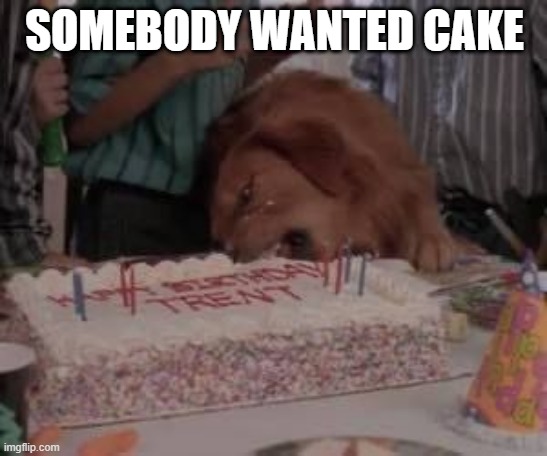 Cake Dog | SOMEBODY WANTED CAKE | image tagged in dogs | made w/ Imgflip meme maker