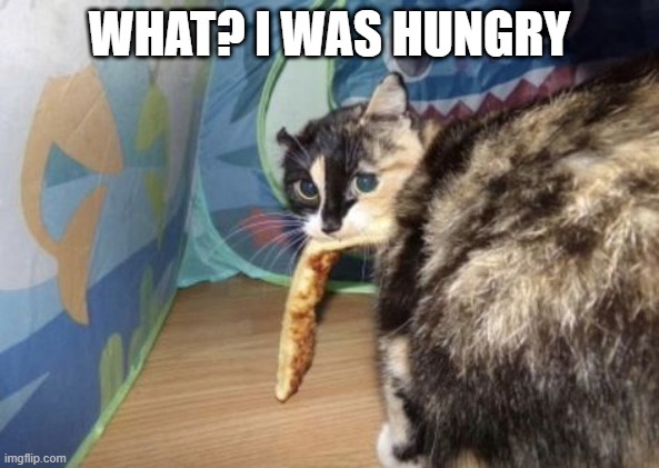 Pizza Thief | WHAT? I WAS HUNGRY | image tagged in cats | made w/ Imgflip meme maker