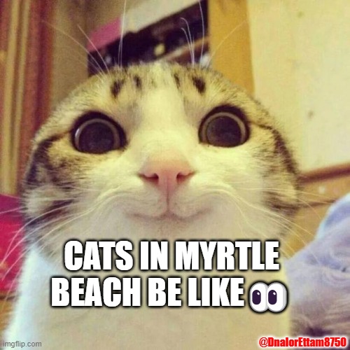 Cats in Myrtle Beach | CATS IN MYRTLE BEACH BE LIKE👀; @DnalorEttam8750 | image tagged in memes,smiling cat,myrtle beach | made w/ Imgflip meme maker