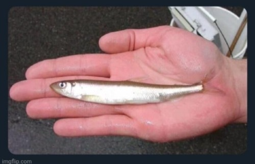 Sardine Fish Blank Meme Template