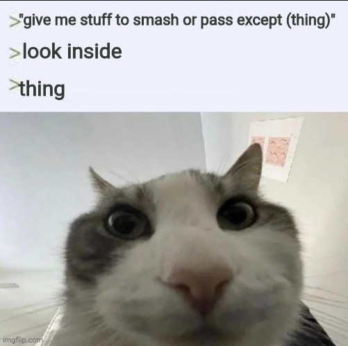 ㅤ | "give me stuff to smash or pass except (thing)"; look inside; thing | image tagged in cat looks inside | made w/ Imgflip meme maker