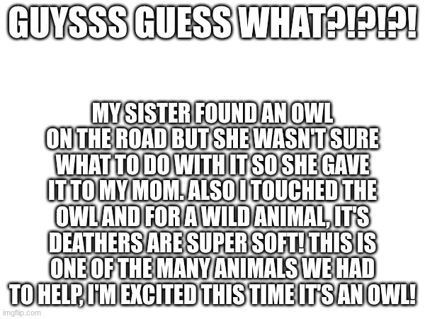 MY SISTER FOUND AN OWL ON THE ROAD BUT SHE WASN'T SURE WHAT TO DO WITH IT SO SHE GAVE IT TO MY MOM. ALSO I TOUCHED THE OWL AND FOR A WILD ANIMAL, IT'S DEATHERS ARE SUPER SOFT! THIS IS ONE OF THE MANY ANIMALS WE HAD TO HELP, I'M EXCITED THIS TIME IT'S AN OWL! GUYSSS GUESS WHAT?!?!?! | made w/ Imgflip meme maker