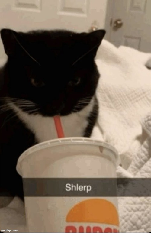 shlerpy | made w/ Imgflip meme maker