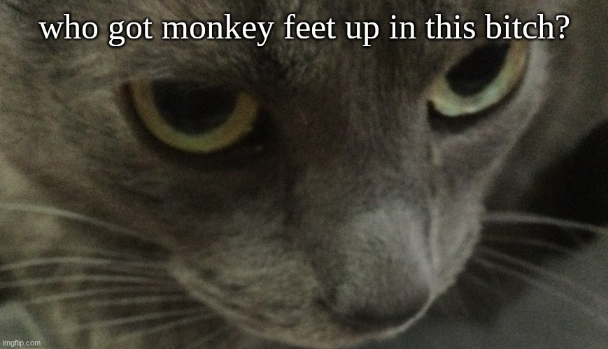 Sweetie | who got monkey feet up in this bitch? | image tagged in sweetie | made w/ Imgflip meme maker