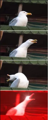 duck Blank Meme Template