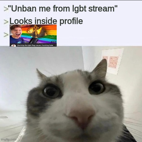 Cat looks inside | "Unban me from lgbt stream"; Looks inside profile | image tagged in cat looks inside | made w/ Imgflip meme maker