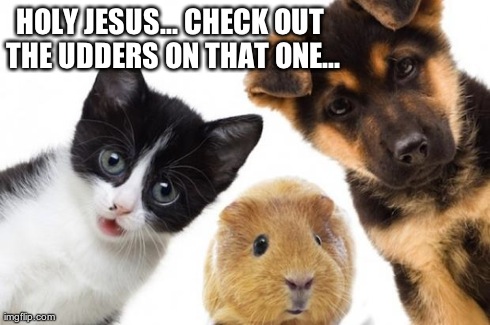 HOLY JESUS... CHECK OUT THE UDDERS ON THAT ONE... | image tagged in pet pals | made w/ Imgflip meme maker