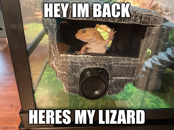 Random | HEY IM BACK; HERES MY LIZARD | image tagged in lizard | made w/ Imgflip meme maker