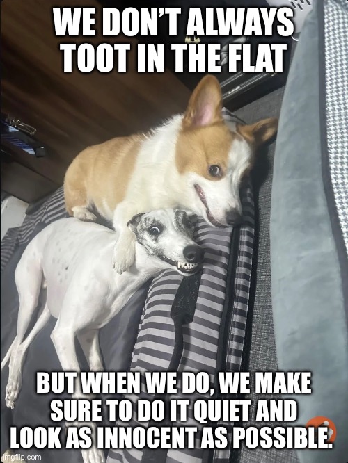 WE DON’T ALWAYS TOOT IN THE FLAT; BUT WHEN WE DO, WE MAKE SURE TO DO IT QUIET AND LOOK AS INNOCENT AS POSSIBLE. | made w/ Imgflip meme maker