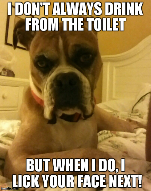 most interesting dogmost interesting man | I DON'T ALWAYS DRINK FROM THE TOILET  BUT WHEN I DO, I LICK YOUR FACE NEXT! | image tagged in interesting dog,most interesting dog in the world,toilet,face lick,boxer | made w/ Imgflip meme maker