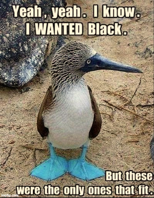 Never be embarrassed to make a Fashion Statement | image tagged in vince vance,blue footed boobies,shoes,birds,memes,funny animal meme | made w/ Imgflip meme maker