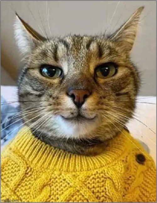 He Loves His New Jersey ! | image tagged in cats,jersey,sweater | made w/ Imgflip meme maker