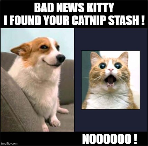 Dog Ruins Cats Day ! | BAD NEWS KITTY
I FOUND YOUR CATNIP STASH ! NOOOOOO ! | image tagged in dogs,catnip,cat | made w/ Imgflip meme maker