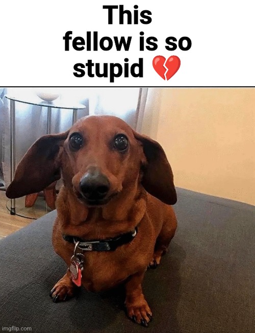 Yuh | This fellow is so stupid 💔 | image tagged in wat da kibble | made w/ Imgflip meme maker