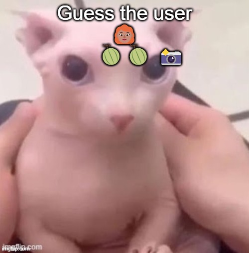 bingus | Guess the user
👩🏽‍🦰
      🍈🍈 📸 | image tagged in bingus | made w/ Imgflip meme maker