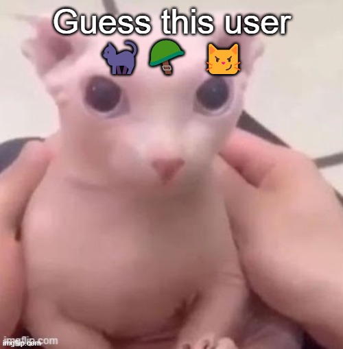 bingus | Guess this user
🐈‍⬛🪖 😼 | image tagged in bingus | made w/ Imgflip meme maker