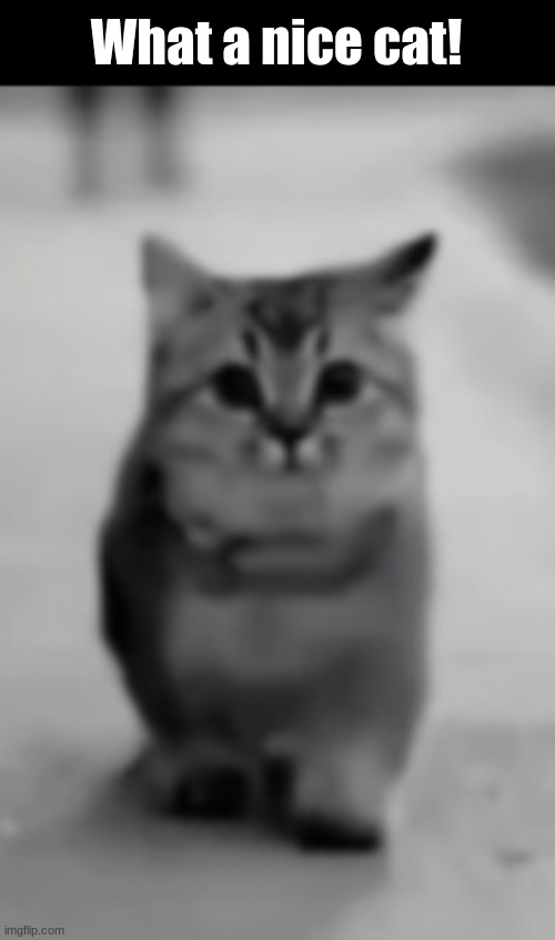 What a nice cat! | made w/ Imgflip meme maker