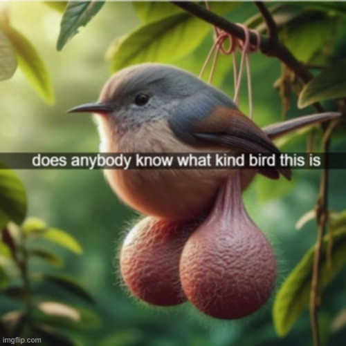 caught a pic of this bird | image tagged in bird | made w/ Imgflip meme maker